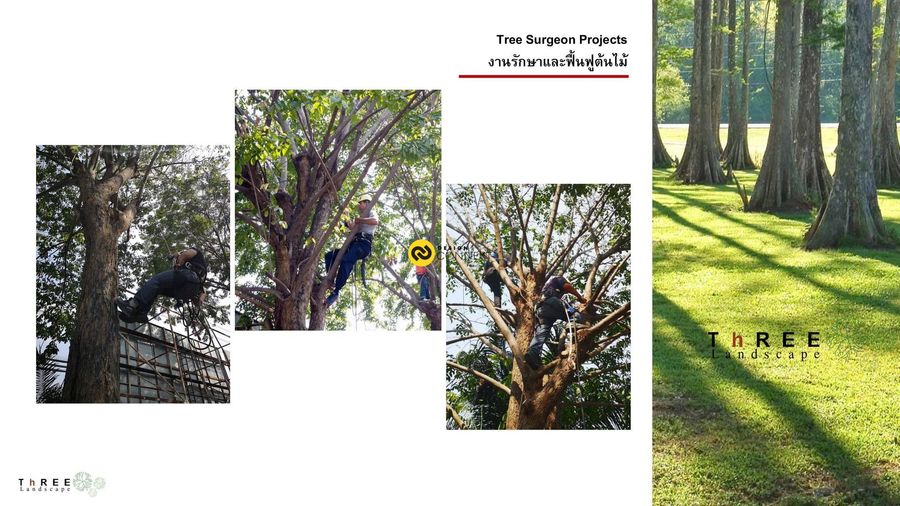  Tree Surgeon Projects (งานรักษาฟื้นฟูต้นไม้)