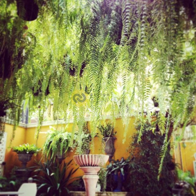 CHEEWAA GARDEN