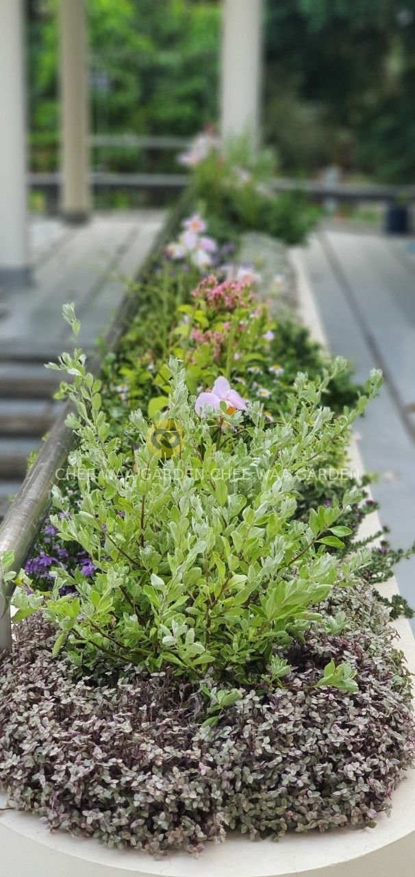 TROPOCAL GARDEN