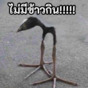 กัณฐี ธนสิทธิ